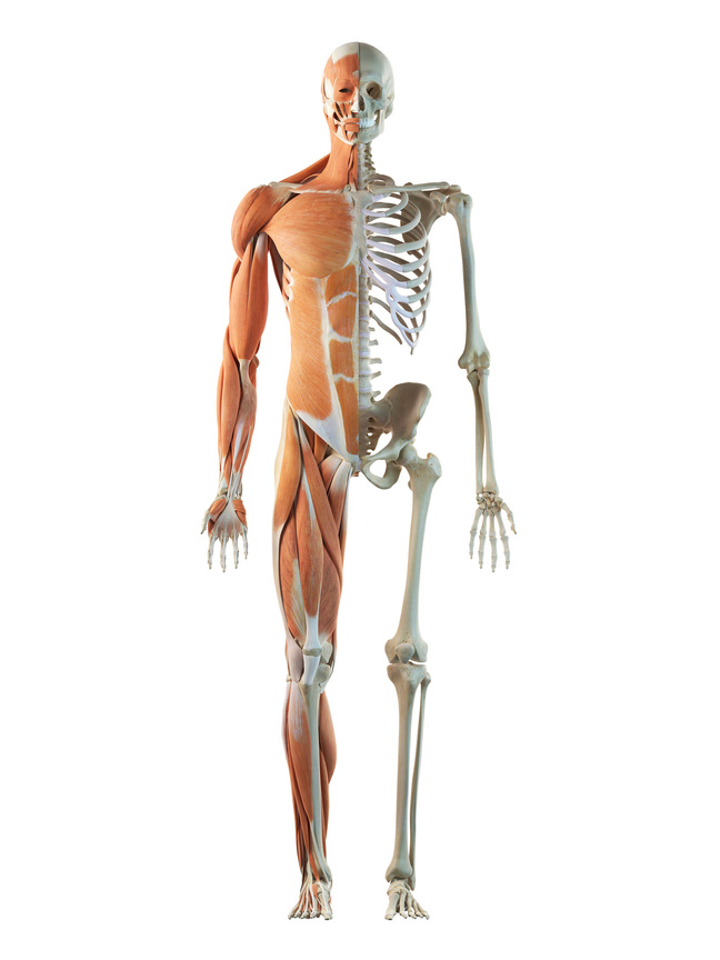 "Human musculoskeletal system