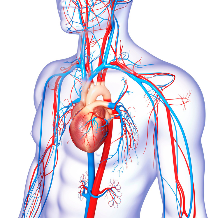 "Cardiovascular system
